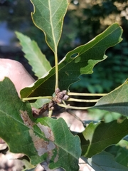 Quercus muehlenbergii