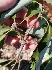Quercus muehlenbergii