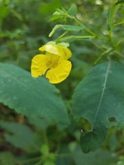 Impatiens pallida