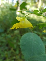 Impatiens pallida
