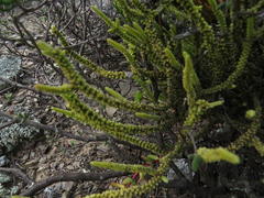 Crassula muscosa muscosa