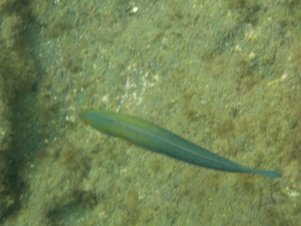 rainbow wrasses