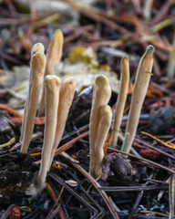 Clavariadelphus sachalinensis