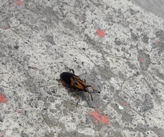 Metamasius sericeus