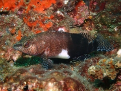 Serranus subligarius