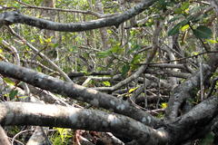 Ficus trichopoda