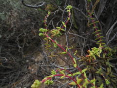 Crassula subaphylla subaphylla
