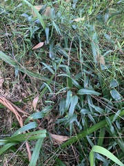 Parsonsia brownii