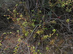 Crassula subaphylla subaphylla