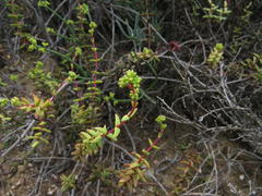 Crassula subaphylla subaphylla