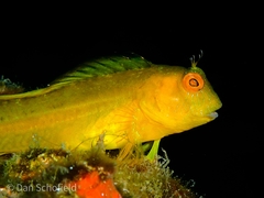 Parablennius marmoreus