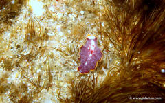 Pseudoceros ferrugineus