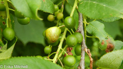 Contarinia virginianiae