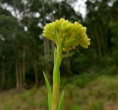 Crassula subulata subulata