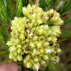 Crassula subulata subulata