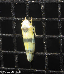 Empoa gillettei