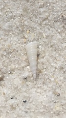 Turritellidae