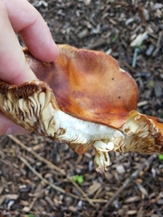 Russula mutabilis