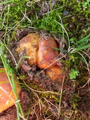 Russula mutabilis