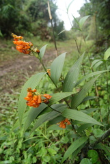 Elleanthus aurantiacus