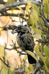 Euplectes capensis capensis