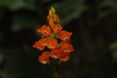 Elleanthus aurantiacus