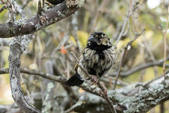 Euplectes capensis capensis