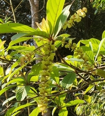 Terminalia glabrescens