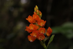 Elleanthus aurantiacus