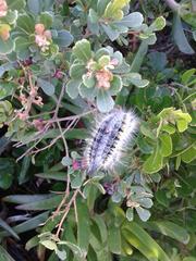 Bombycomorpha bifascia