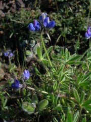 Lupinus pachylobus