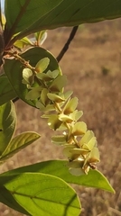 Terminalia glabrescens