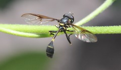 Eosalpingogaster