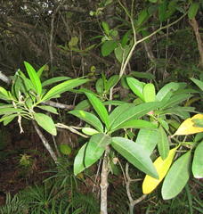 Voacanga thouarsii