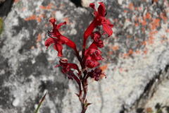 Tritoniopsis burchellii