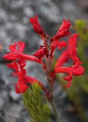 Tritoniopsis burchellii