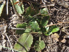Alepidea capensis capensis