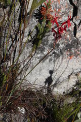 Tritoniopsis burchellii