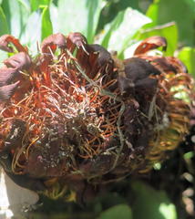 Protea amplexicaulis