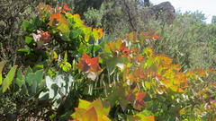 Protea amplexicaulis
