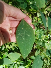 Impatiens pallida