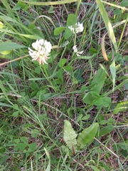 Trifolium repens