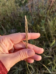 Elymus repens