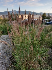 Calamagrostis purpurea