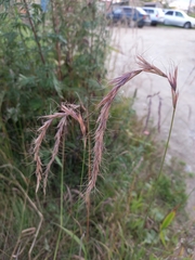 Elymus