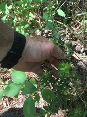Magnoliopsida