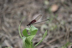 Hetaerina americana