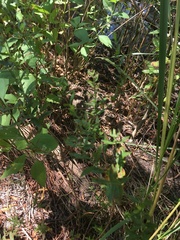 Magnoliopsida