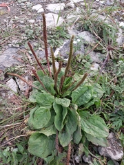 Plantago major
