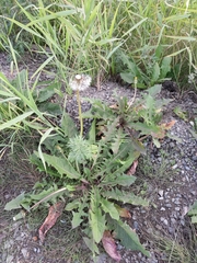 Taraxacum ceratophorum